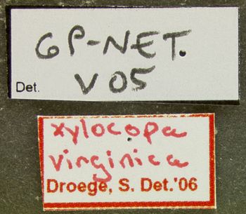 Media type: image;   Entomology 610038 Aspect: labels